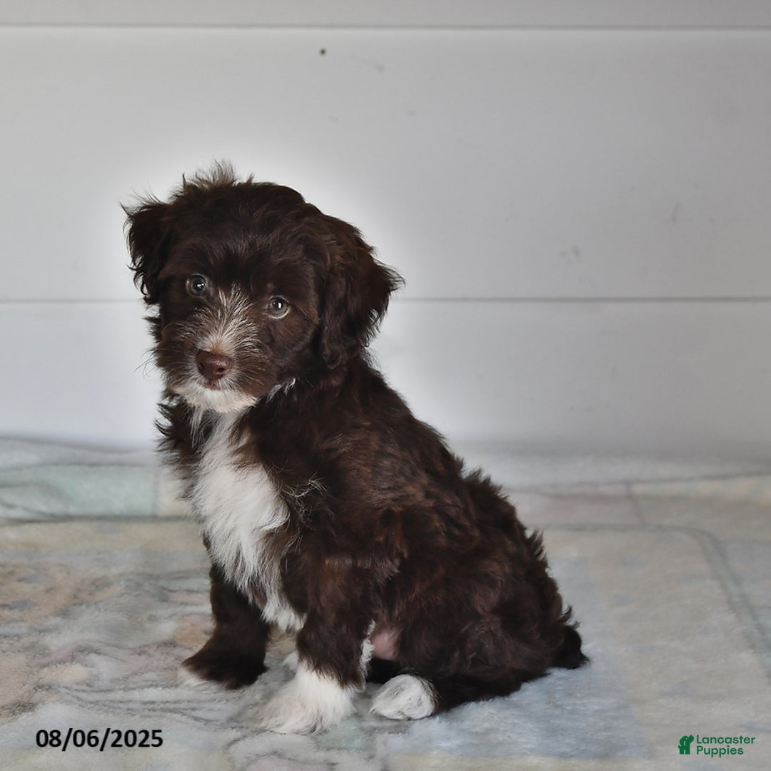 Mini Aussiedoodle dogs for sale: Thunder - Image 1