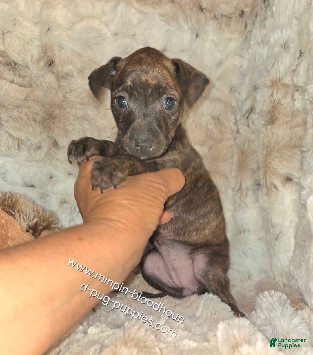 Miniature Pinscher dogs for sale: Hattie - Image 1