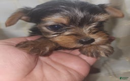 Yorkshire Terrier dogs for sale: Sadie - Image 10