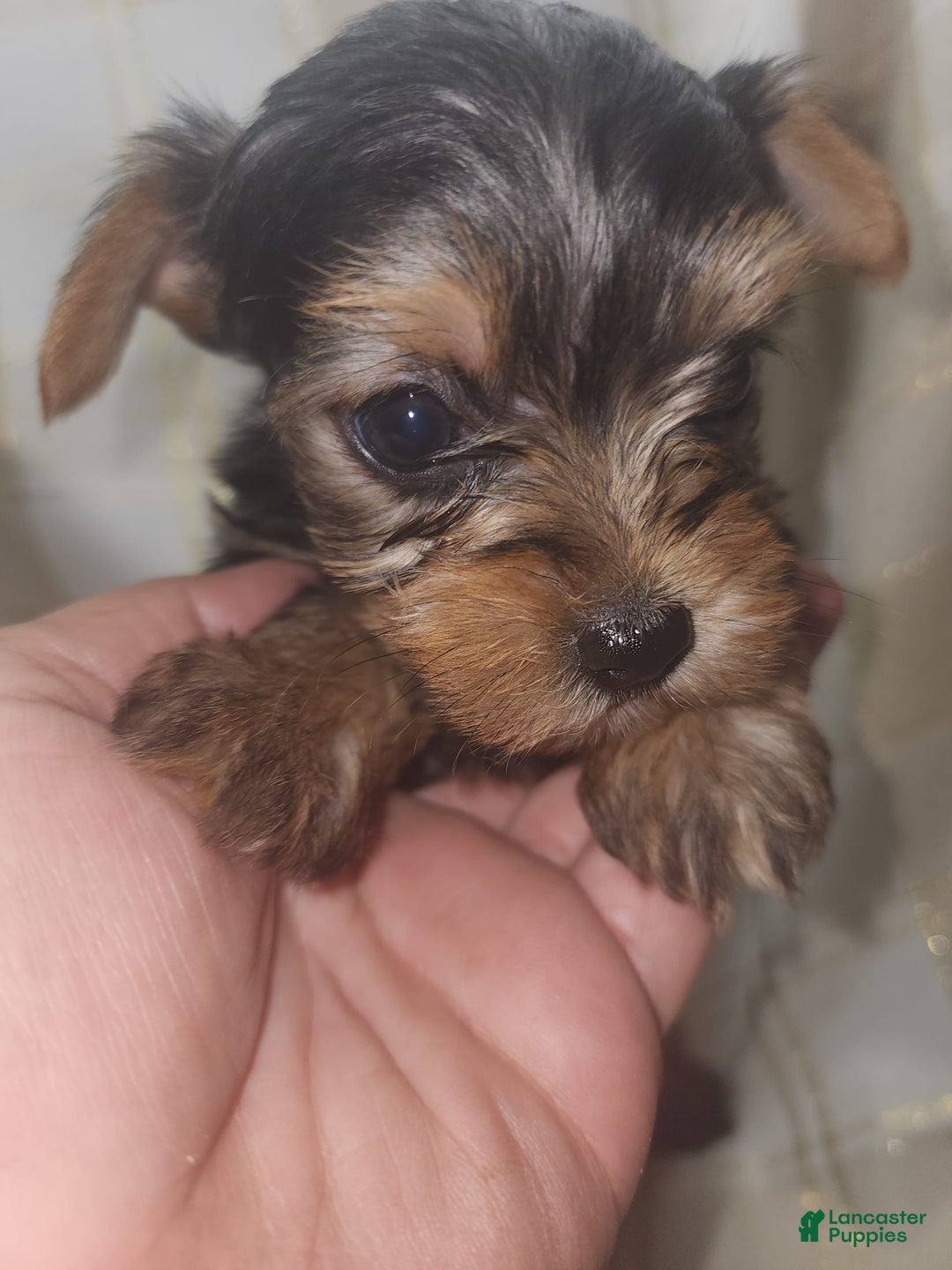 Yorkshire Terrier dogs for sale: Sadie - Image 10