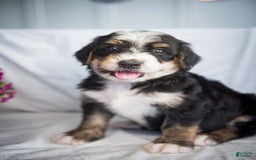 Bernedoodle dogs for sale: Jordan - Image 17
