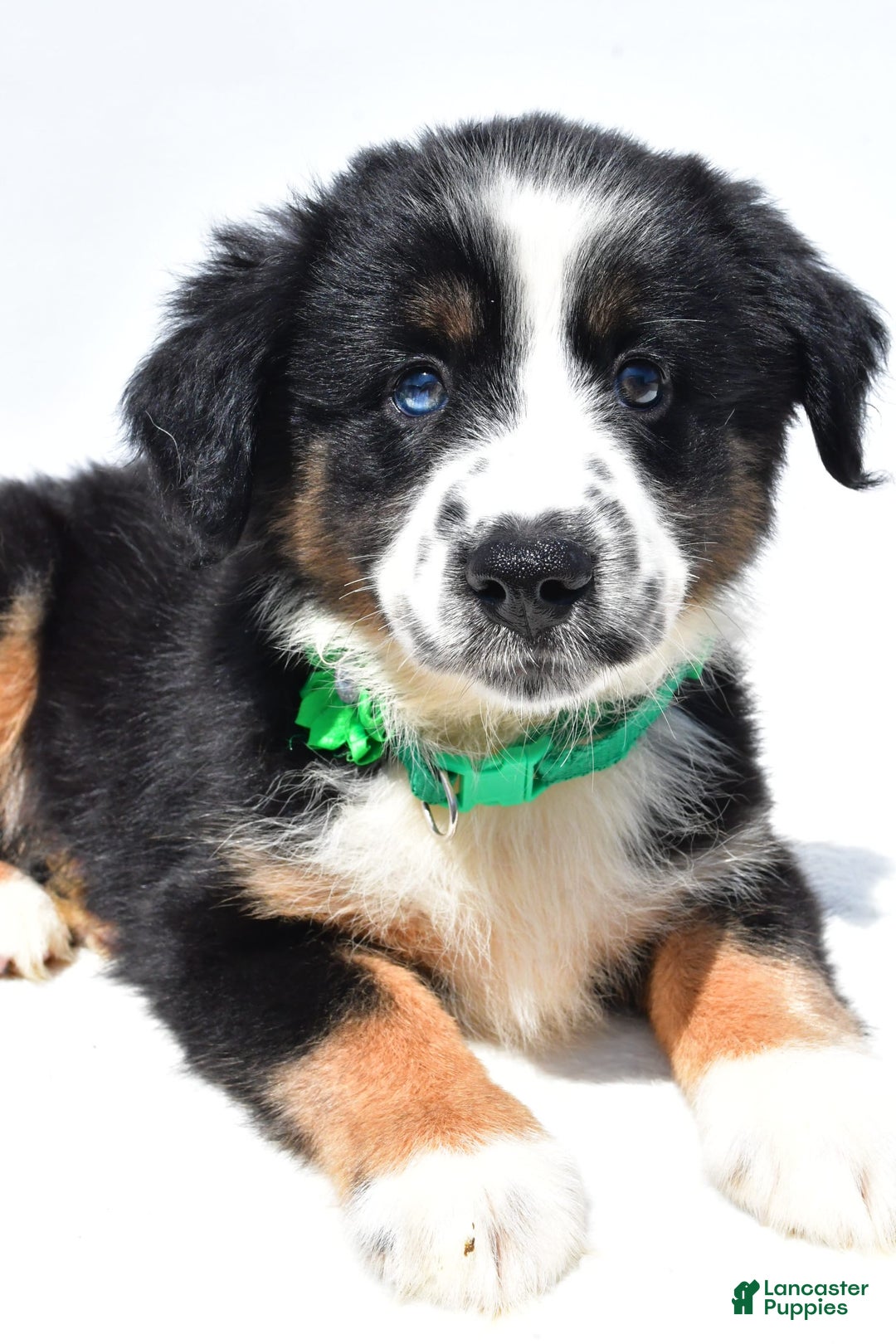 Miniature Australian Shepherd dogs for sale: Twinkle - Image 2