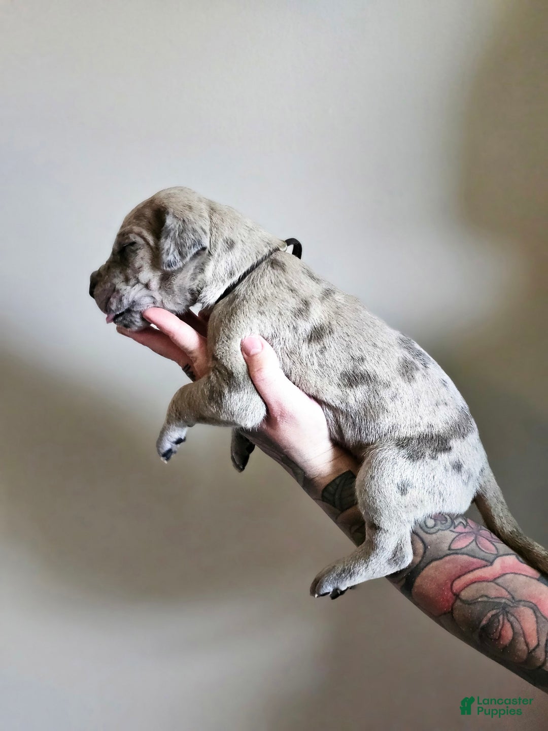 Great Dane dogs for sale: Brown Collar - Image 1