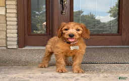 Goldendoodle dogs for sale: Ember - Image 13