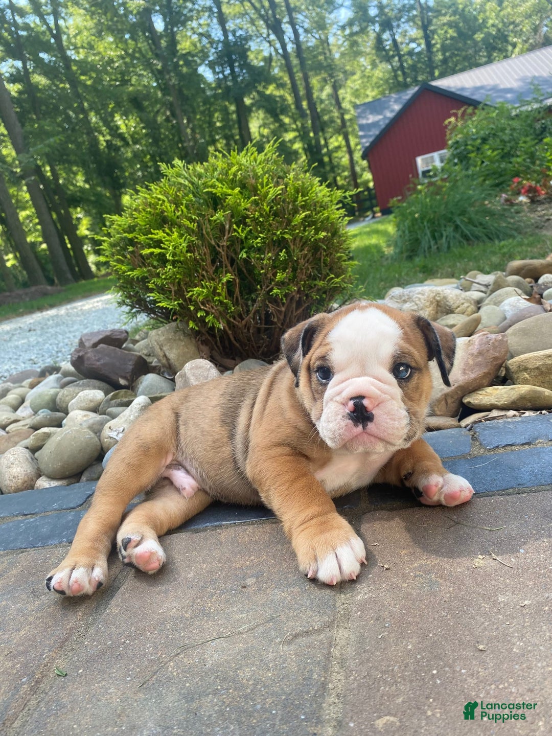 English Bulldog dogs for sale: Donnie - Image 3