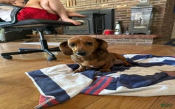 Dachshund dogs for sale: Oreo - Image 2