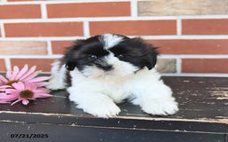 Shih Tzu dogs for sale: Dash - Image 4