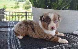 Australian Shepherd dogs for sale: Sunshine The Mini Aussie - Image 3