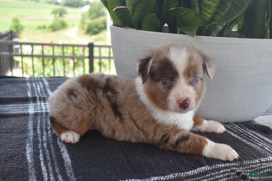 Australian Shepherd dogs for sale: Sunshine The Mini Aussie - Image 3