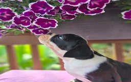 English Bulldog dogs for sale: Petunia - Image 8