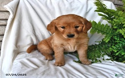 Golden Retriever dogs for sale: Rose - Image 1