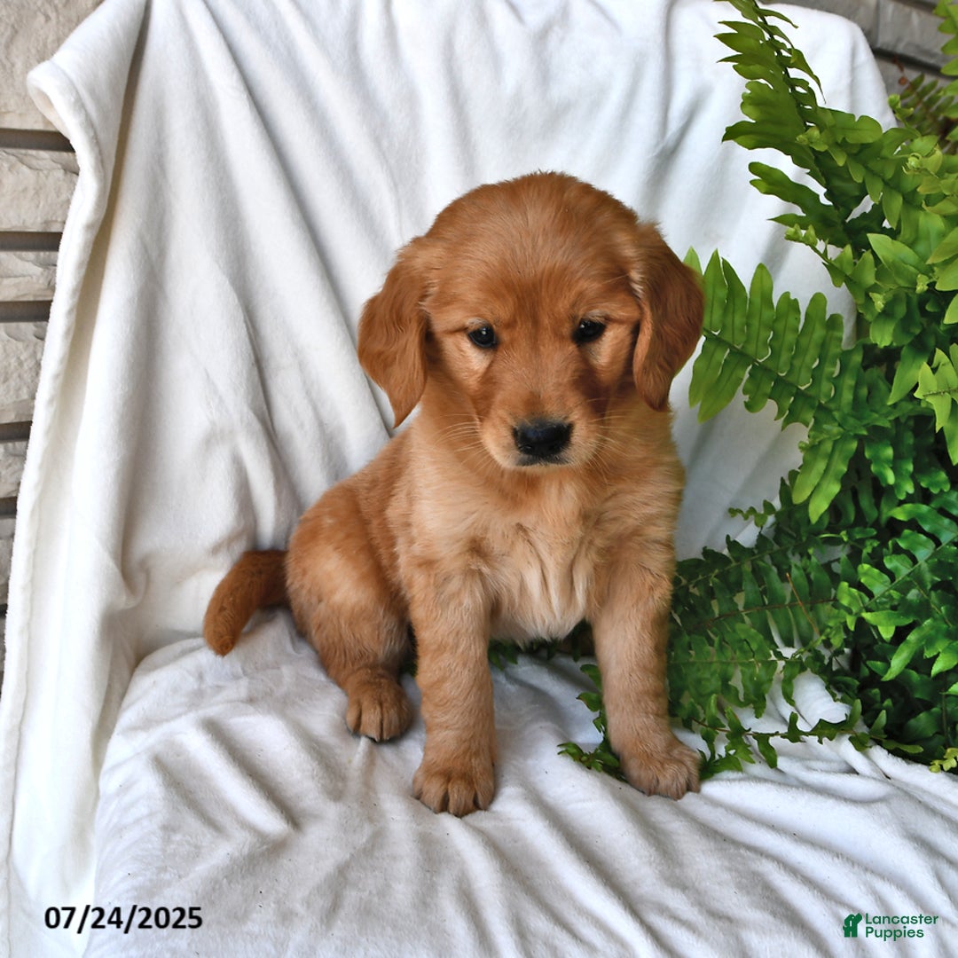 Golden Retriever dogs for sale: Rose - Image 1