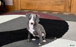 Italian Greyhound dogs for sale: Joey - Image 2