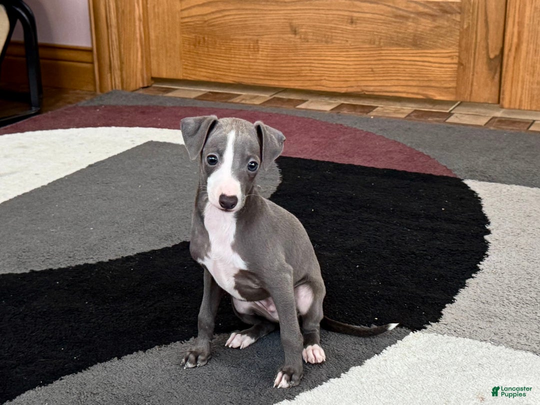 Italian Greyhound dogs for sale: Joey - Image 2