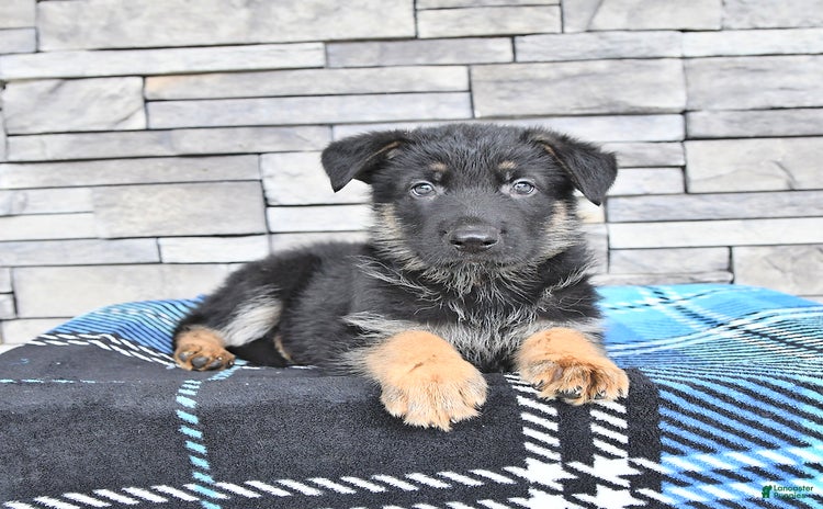German Shepherd dogs for sale - Ad 1