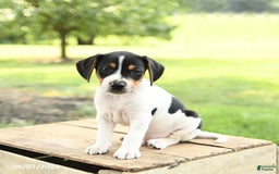 Beagle dogs for sale: Lucky - Image 2