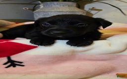 Labrador Retriever dogs for sale: Darth - Image 10