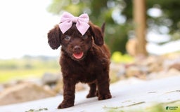 Miniature Dachshund dogs for sale: Chai - Image 10