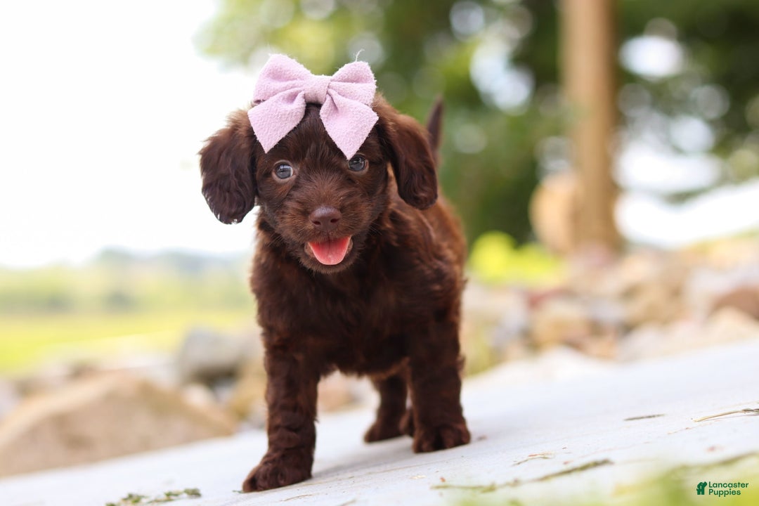 Miniature Dachshund dogs for sale: Chai - Image 10