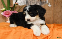 Bernedoodle dogs for sale: Danny - Image 8
