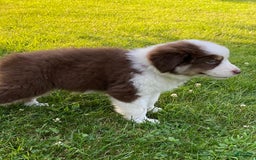 Australian Shepherd dogs for sale: Sami H2 - Image 7