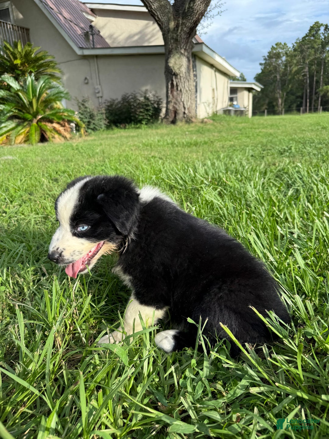 Australian Shepherd dogs for sale: L-brown - Image 4