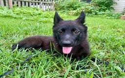 German Shepherd dogs for sale: Ellie - Image 1