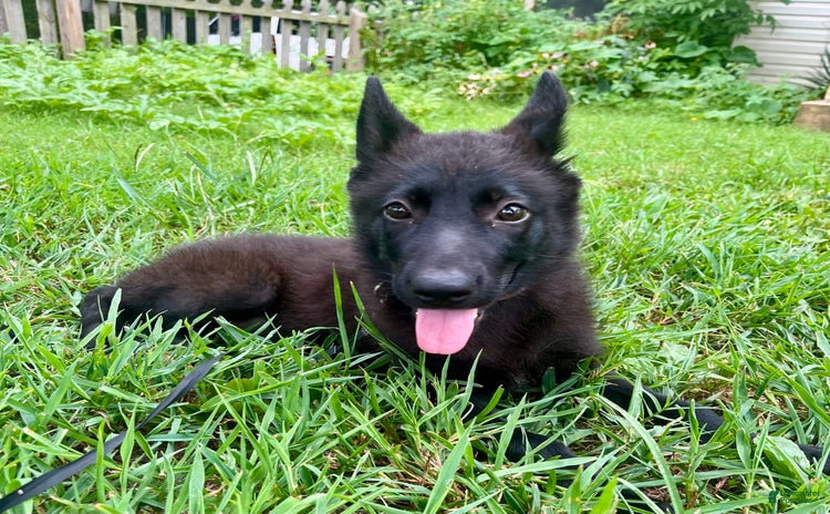 German Shepherd dogs for sale - Ad 1