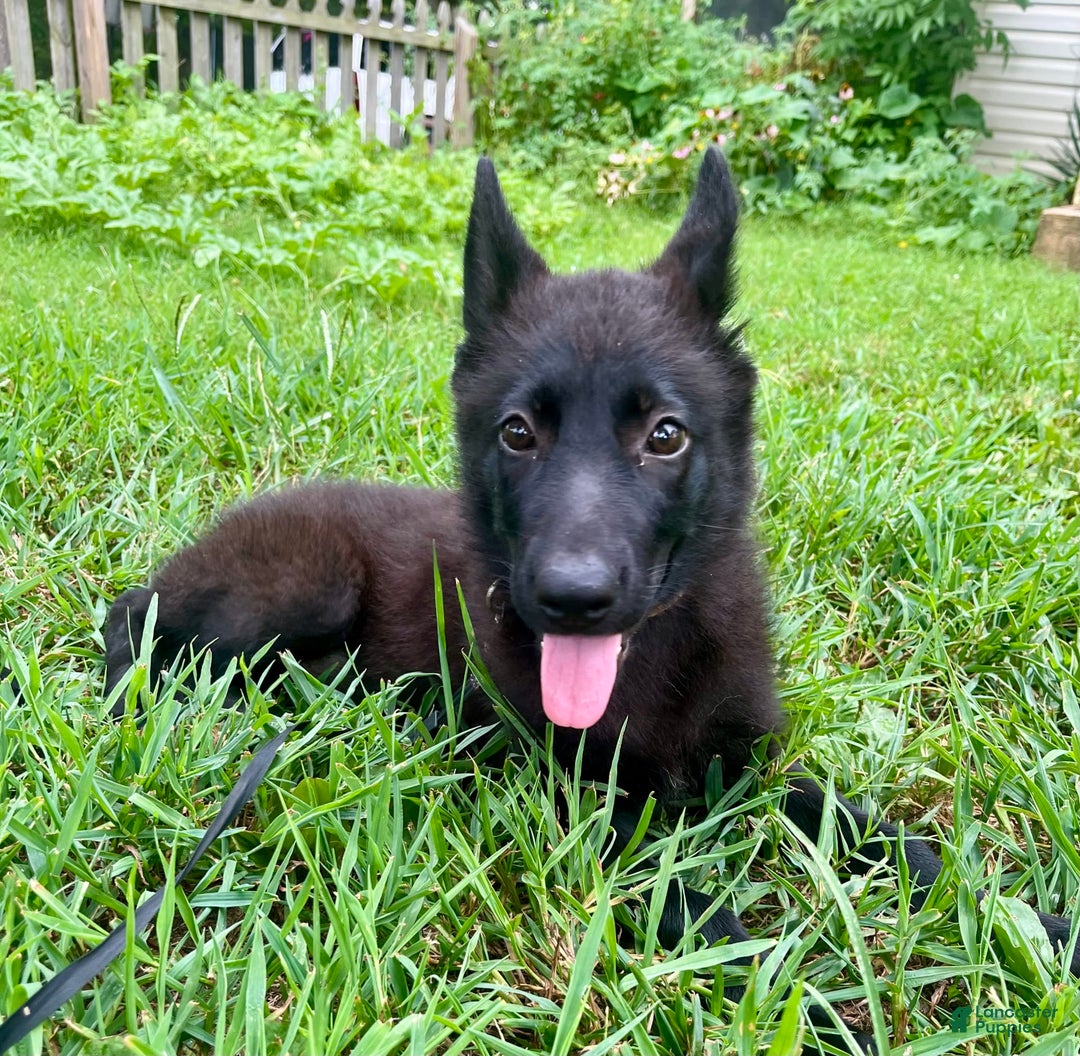 German Shepherd dogs for sale: Ellie - Image 1