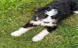 Bernedoodle dogs for sale: Justice 77956 - Image 8