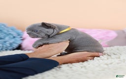 French Bulldog dogs for sale: Diana - Image 3