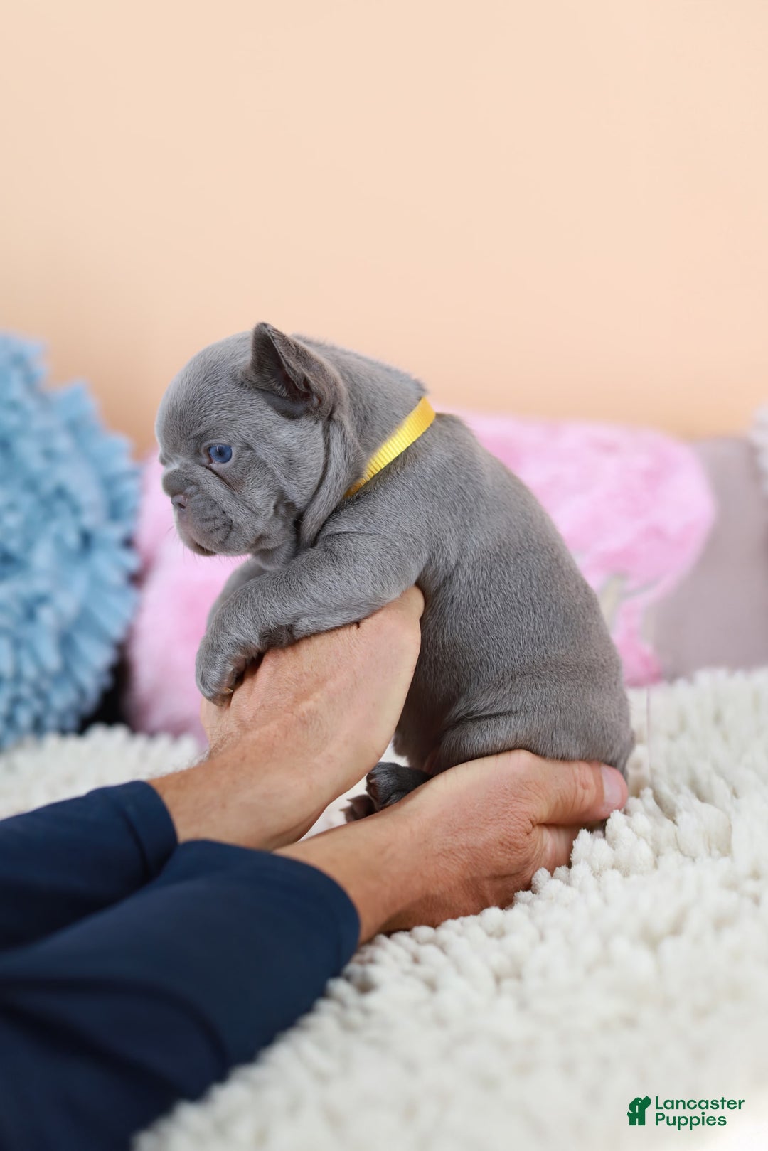 French Bulldog dogs for sale: Diana - Image 3