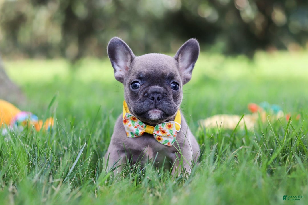 French Bulldog dogs for sale: Colton - Image 6