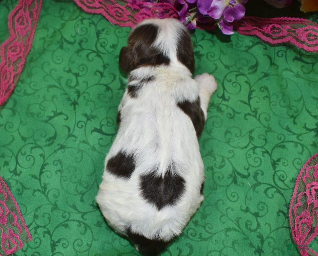 Cocker Spaniel dogs for sale: Bellachocolatetanparticockerpuppy - Image 3