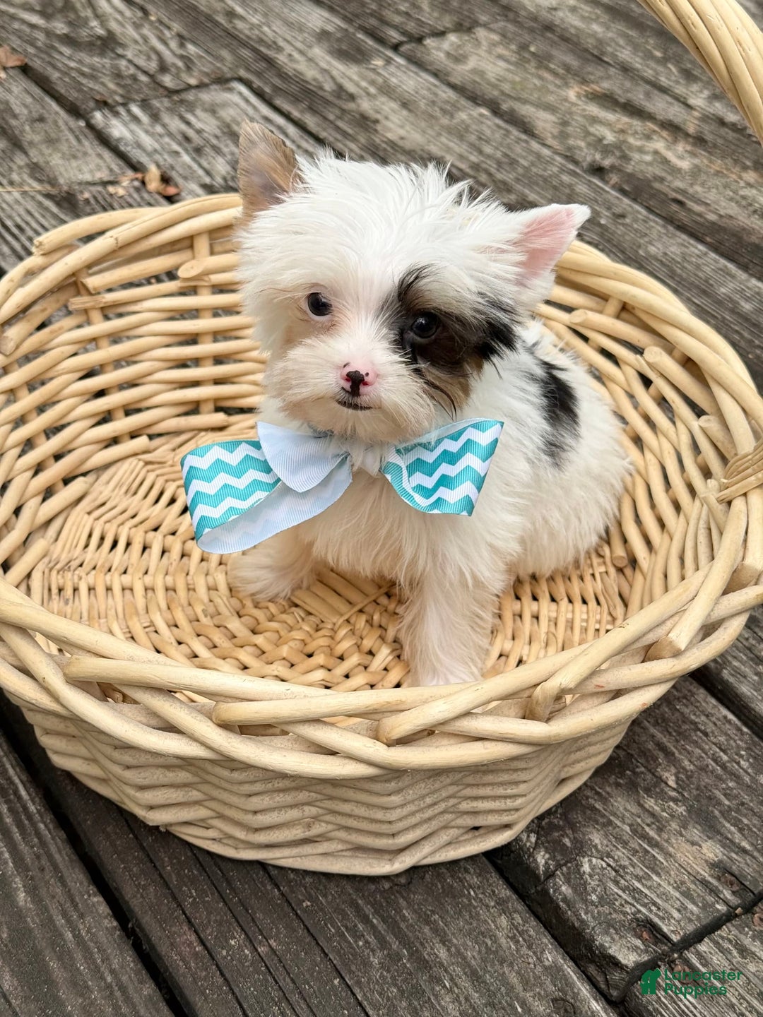 Yorkshire Terrier dogs for sale: Daniel - Image 8