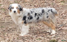 Australian Shepherd dogs for sale: Kiwi - Image 4