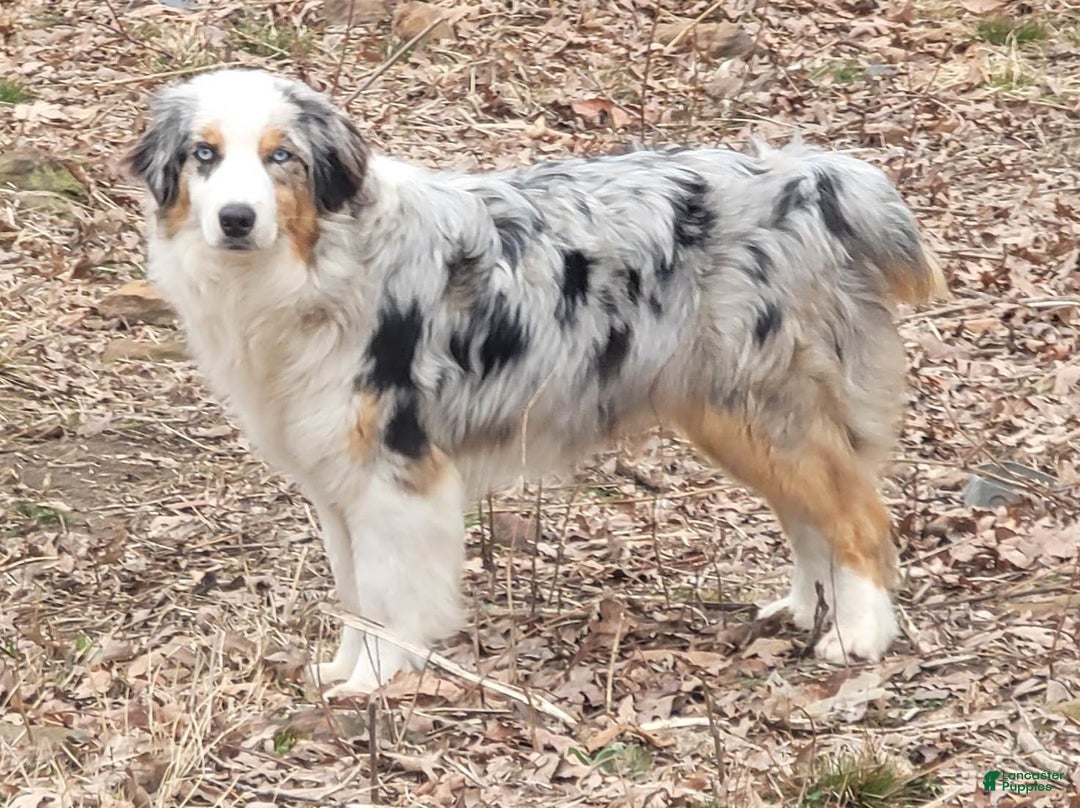 Australian Shepherd dogs for sale: Kiwi - Image 4