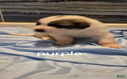 Great Pyrenees dogs for sale: Purple - Image 9
