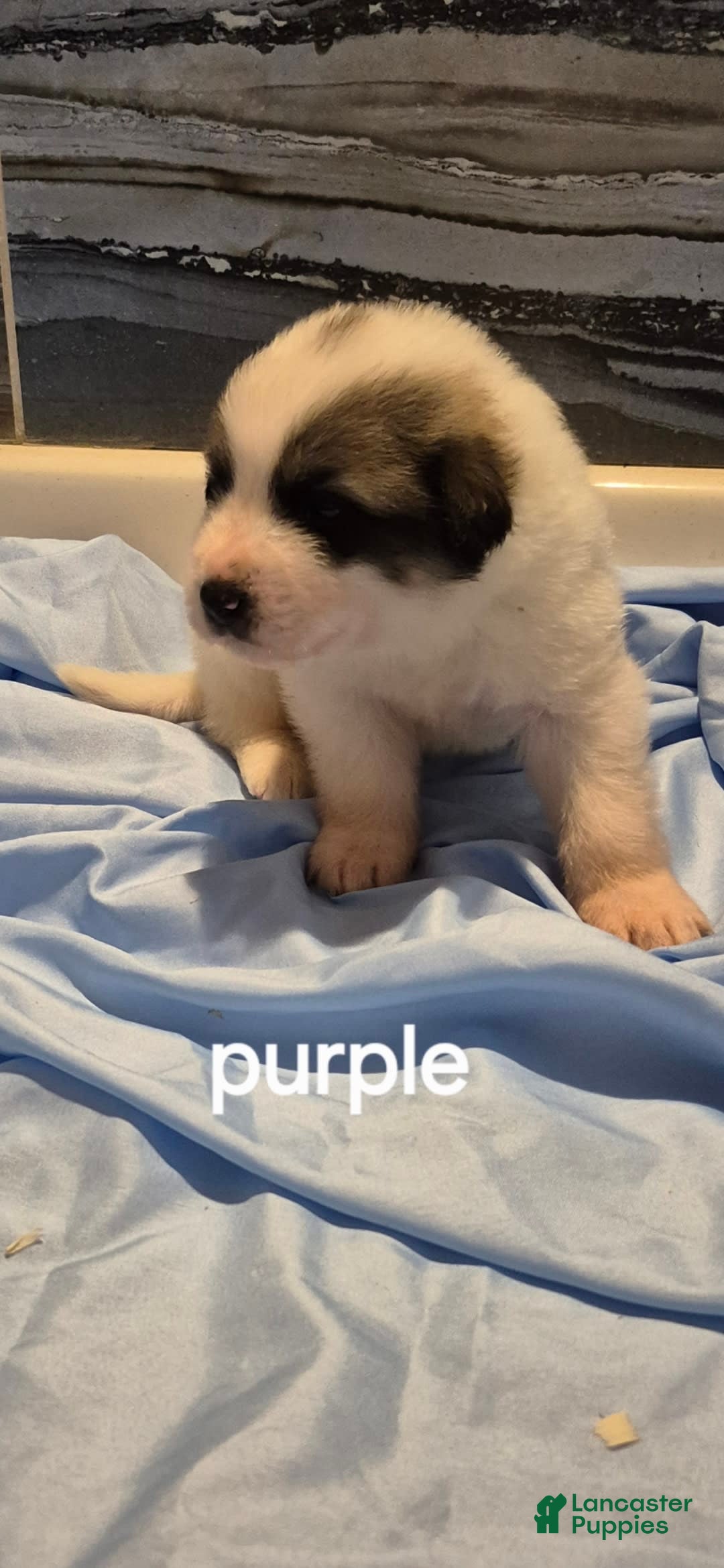 Great Pyrenees dogs for sale: Purple - Image 9