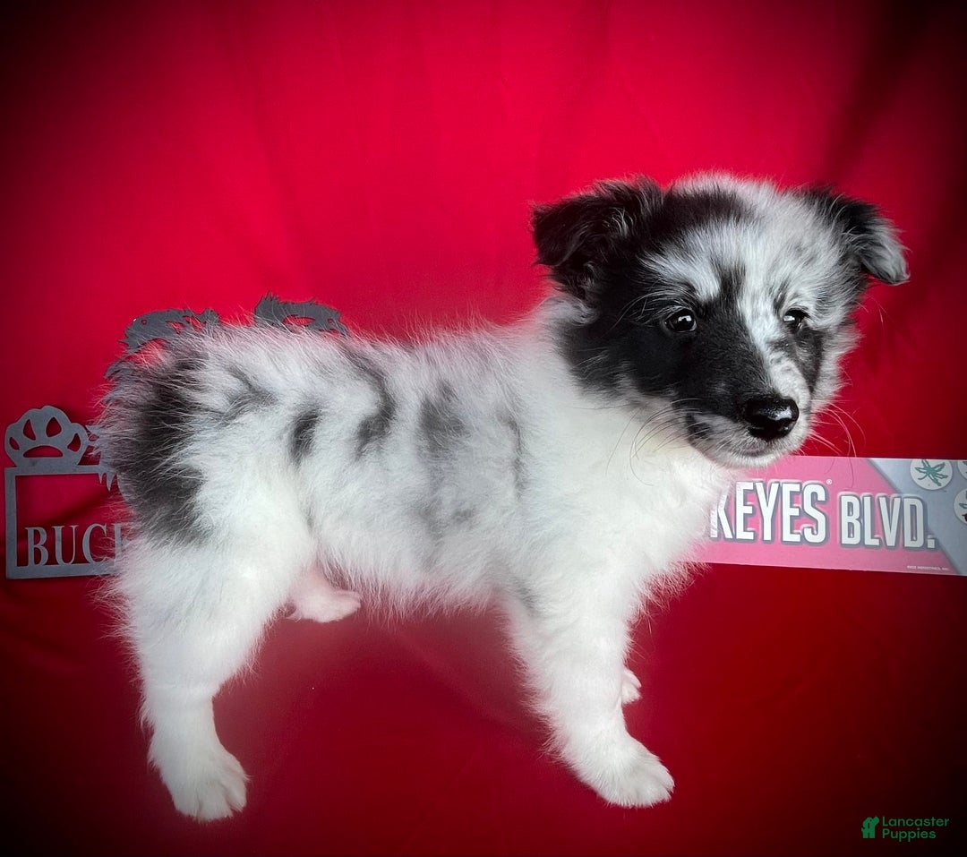 Shetland Sheepdog dogs for sale: Bi-blue Split Face - Image 2