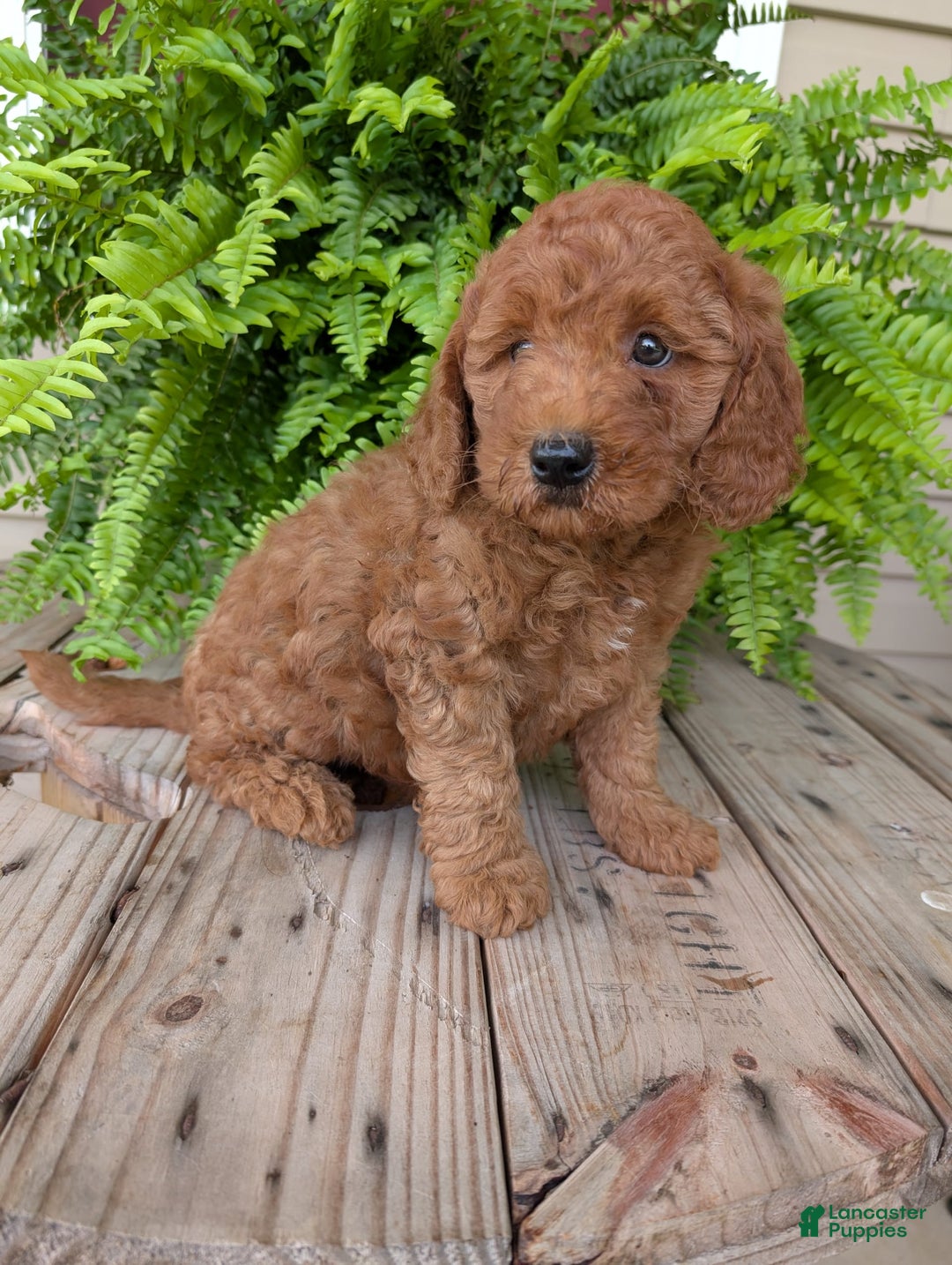 Mini Goldendoodle dogs for sale: Mini -kobe - Image 18
