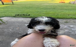 Bernedoodle dogs for sale: Jackie 77805 - Image 5