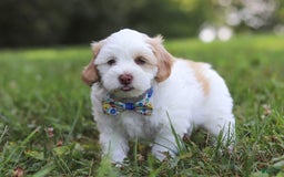 Shihpoo dogs for sale: Oliver - Image 6