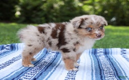 Australian Shepherd dogs for sale: Mikey - Image 12