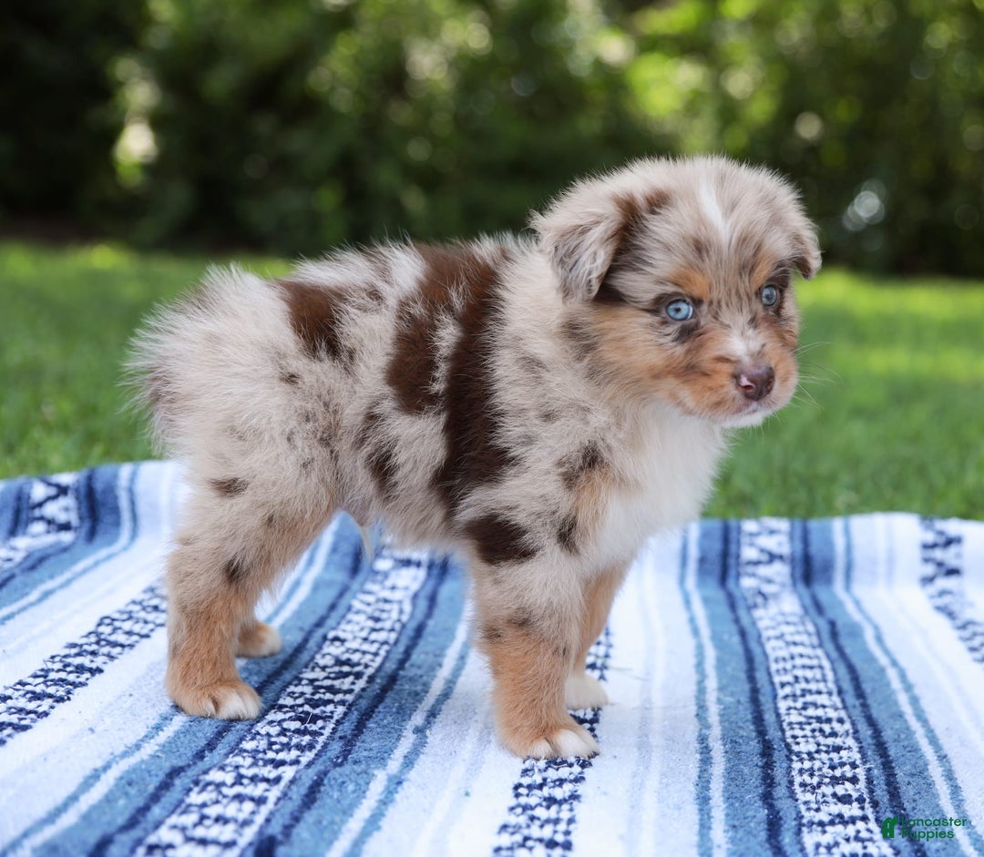 Australian Shepherd dogs for sale: Mikey - Image 12