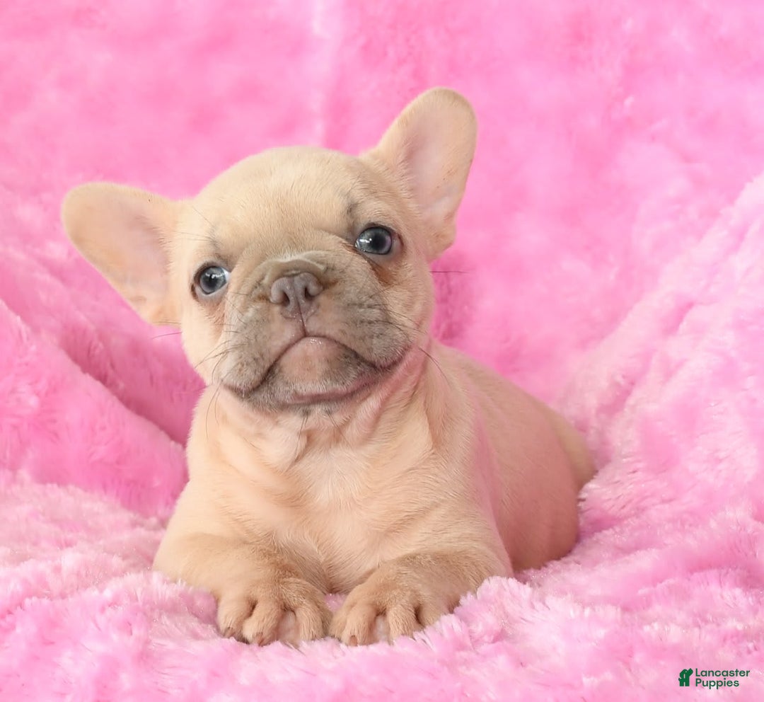 French Bulldog dogs for sale: Beauty - Image 2