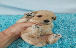 Toy Poodle dogs for sale: Digger - Image 3