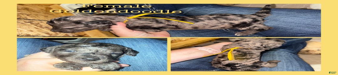 Yellow Collar