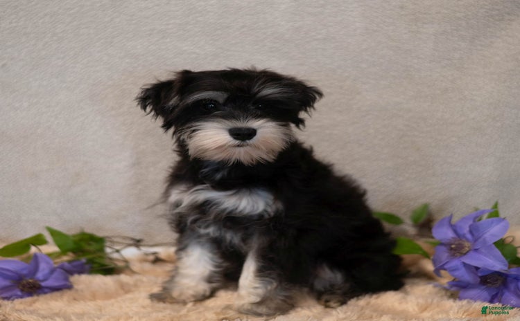 Miniature Schnauzer dogs for sale - Ad 3