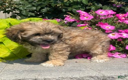 Lhasapoo dogs for sale: Jasper - Image 3
